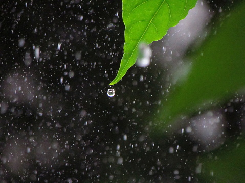 A green leaf with water droplets on rain