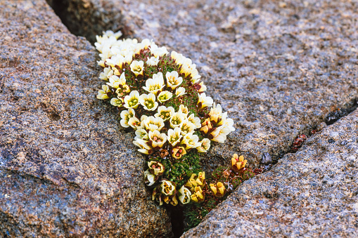 Diapensia lapponica growing in a rock crevice