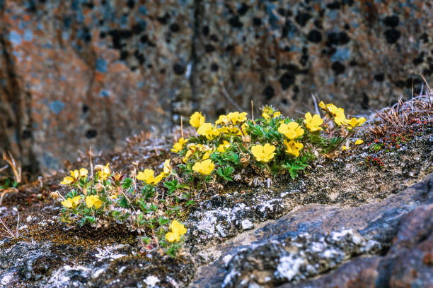istock Dwarf mountain cinquefoil flower in arctic 1493735023