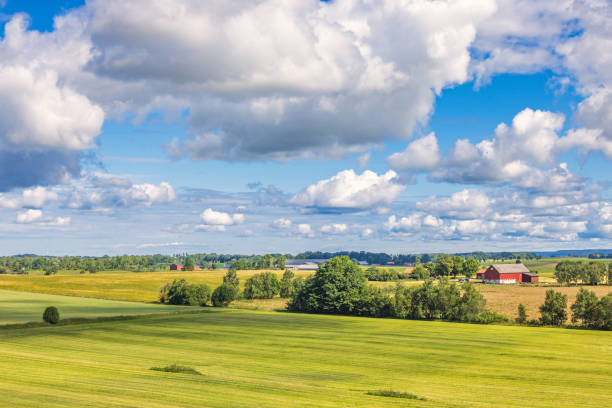 istock Rural landscape view in the countryside at summer 1493735161