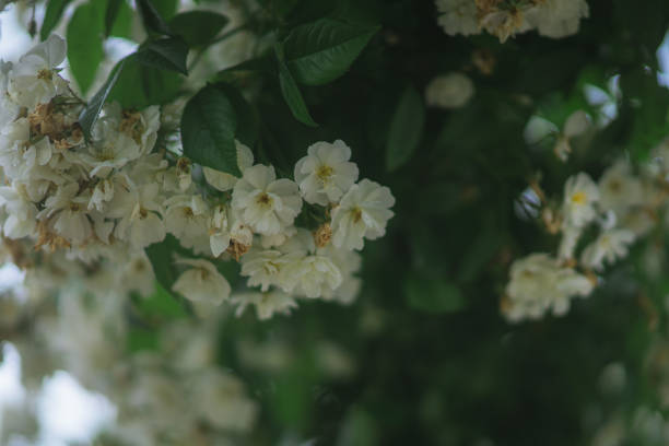 rose flower blooming in the park