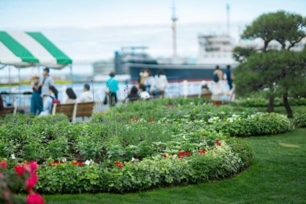 istock rose flower blooming in the park 1493735757