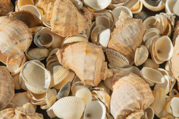 istock Sea shells on the beach. Summer background. Rapan shell. Beige light color. Aesthetic minimalism. Nature beauty. 1493735777