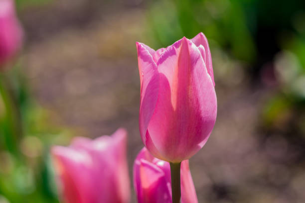 Multicolored tulips growing in the garden