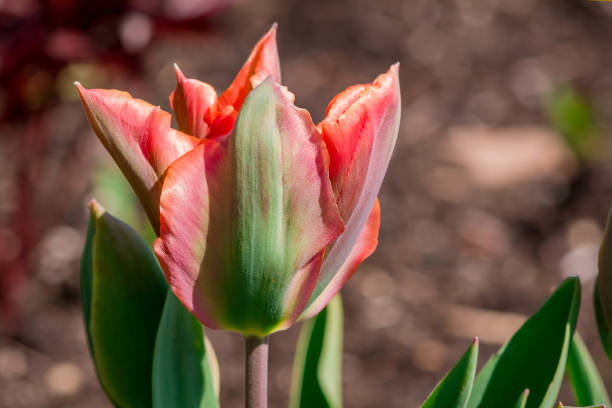 istock Multicolored tulips growing in the garden 1493736159