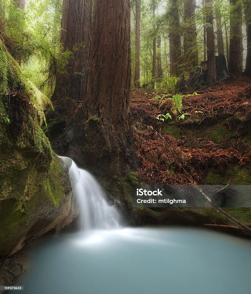 Redwood forest waterfall Small waterfall in beautiful California redwood forest Redwood Forest Stock Photo