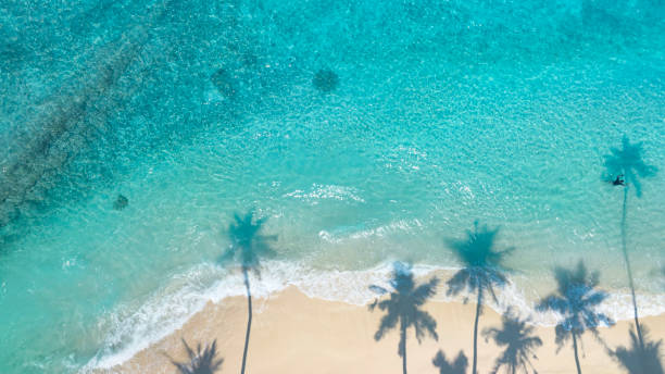 istock Summer palm tree  and Tropical beach with blue  sky background 1493738164