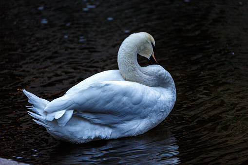 White mute swan in a lake