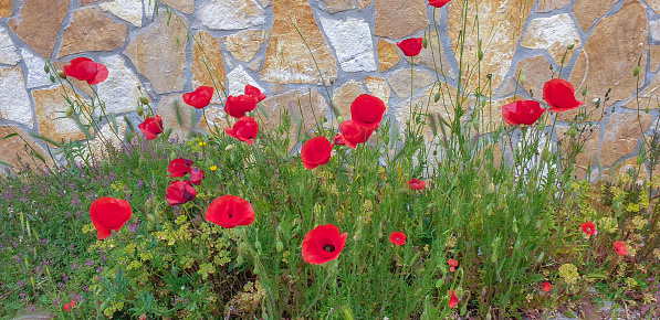 Red poppies growing in grass against stone wall.