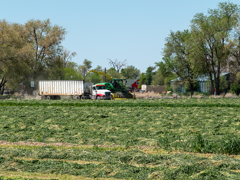 Lynndyl, Utah, USA- May 18, 2023: Harvester shooting cut alfalfa into a moving truck for transport. Small farm in Lynndyl, Utah.