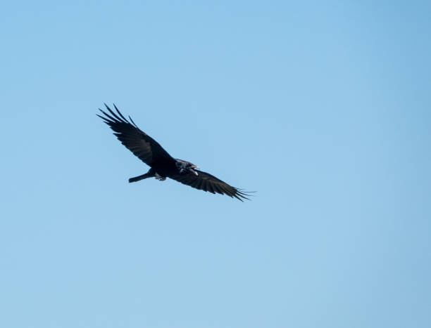 istock Single black crow flying with it's beak open and squawking. 1493743727