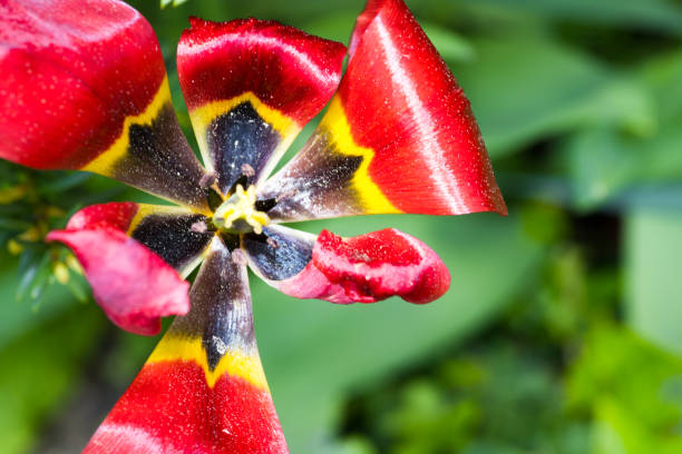 Close up view of red tulip with raindrops on spring day. Sweden.