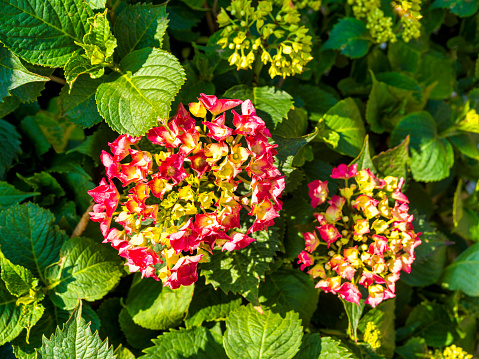 hydrangea flowers