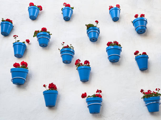 Background of blue flower pots with bright red flowers hanging on a  whitewashed wall in Andalusia, Spain