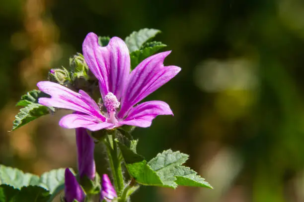Malva thuringiaca Lavatera thuringiaca, the garden tree-mallow, is a species of flowering plant in the mallow family Malvaceae.