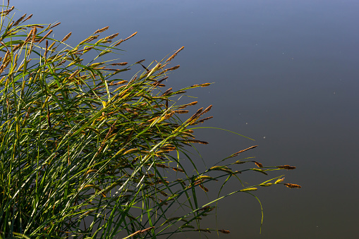 Carex acuta - found growing on the margins of rivers and lakes in the Palaearctic terrestrial ecoregions in beds of wet, alkaline or slightly acid depressions with mineral soil.