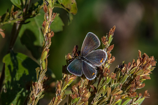 Butterfly - Eastern Tailed Blue with Wings Spread Close-up