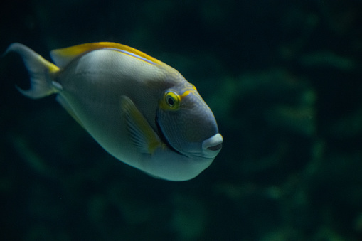 Cuvier's surgeonfish also known as yellowfin surgeonfish, Acanthurus xanthopterus, swimming towards the camera.