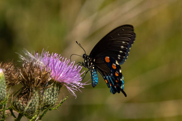 istock Butterfly - Pipevine Swallowtail & Thistle Close-up 1493751034