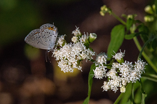 Butterfly - Eastern Tailed Blue Perched on White Flowers