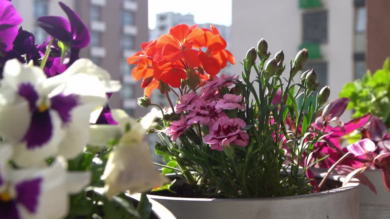 A bush of pink carnations in a flower arrangement. Flowering in spring and summer. Carnation bud flower plant.