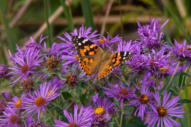 Painted Lady on Asters stock photo