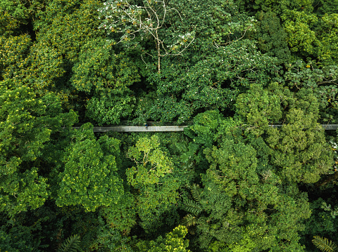 View of narrow footbridge between green tropical trees located in jungle of Costa Rica. Hanging Bridge, Monteverde Cloud Forest, Costa Rica