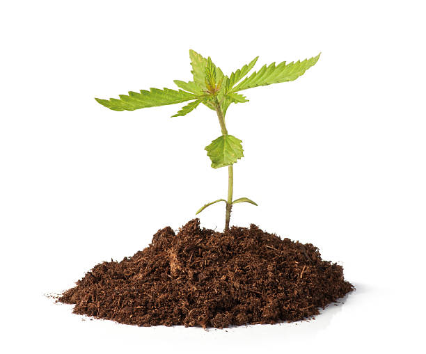 Small Hemp Sprout Growing Stock Photo - Download Image Now - Seedling, Cannabis Plant, Hemp - iStock