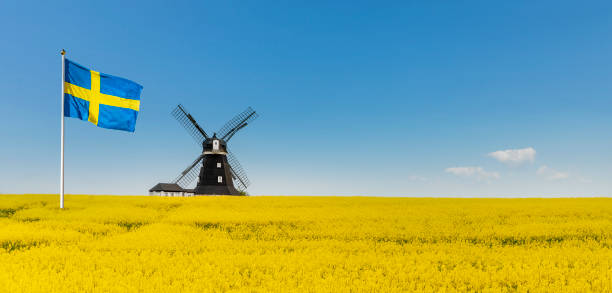 istock Swedish flag in front of yellow rape field and blue sky with windmill 1493759311