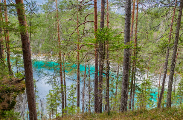 istock Trees in Front of Lake Untersee Bavaria 1493761554