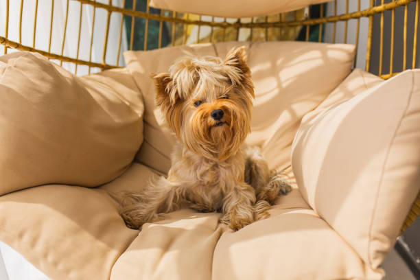 Yorkshire terrier lies on pillow on the balcony.