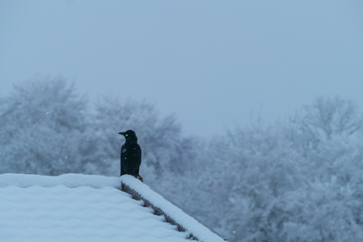 Animals in Snow