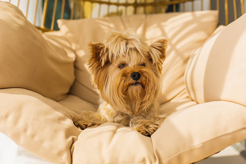 Yorkshire terrier lies on pillow on the balcony.