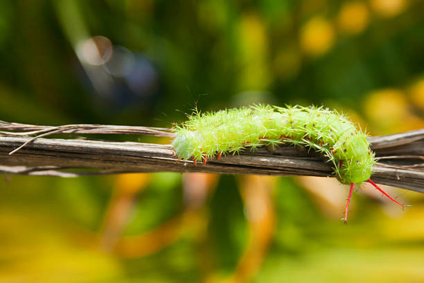 Caterpillar auf einem alten branch – Foto