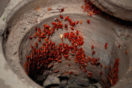 Large group of cockroaches in sewer. Cockroaches are a paraphyletic group of insects belonging to Blattodea, containing all members of the group except termites. About 30 cockroach species out of 4,600 are associated with human habitats. Some species are well-known as pests.