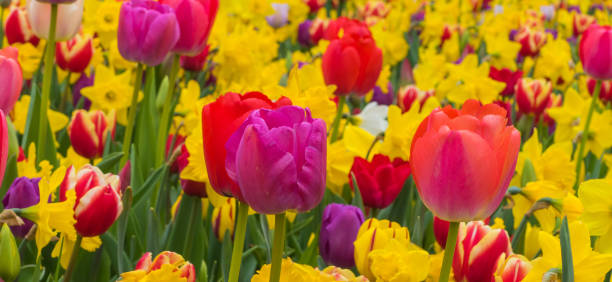 istock Panorama of Tulips in Front of Daffodils 1493767890
