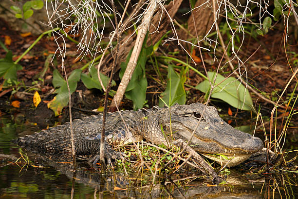 istock Huge Male Alligator in Everglades 149376813