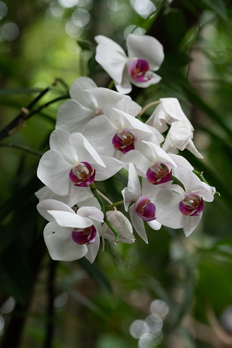 Blooming orchids in the forest
