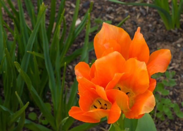 istock Orange Tulips in Garden 1493769183