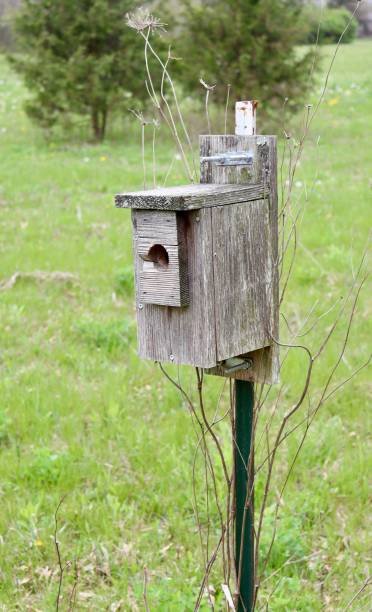 istock Old Wooden Box Birdhouse 1493769343