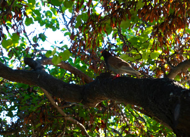 istock image of a pigeon on a tree branch 1493770454