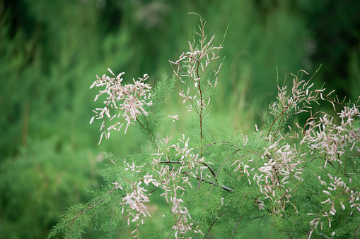 Salt cedar, Tamarix, with white flower blooms in the Texas salt marsh.