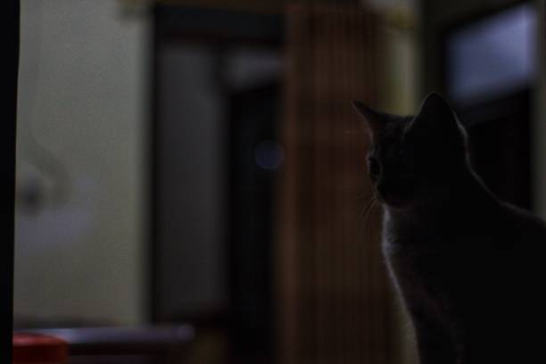 istock A cat sitting daydreaming in an open window 1493770687