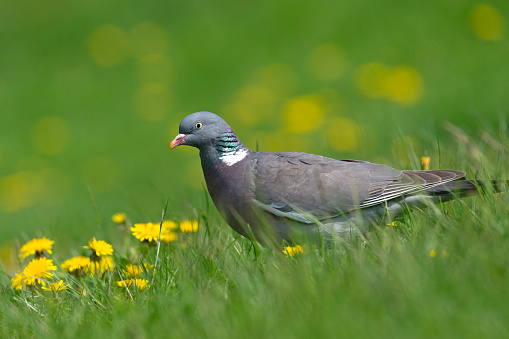 gray pigeon looking for food in nature in sweden stockholm