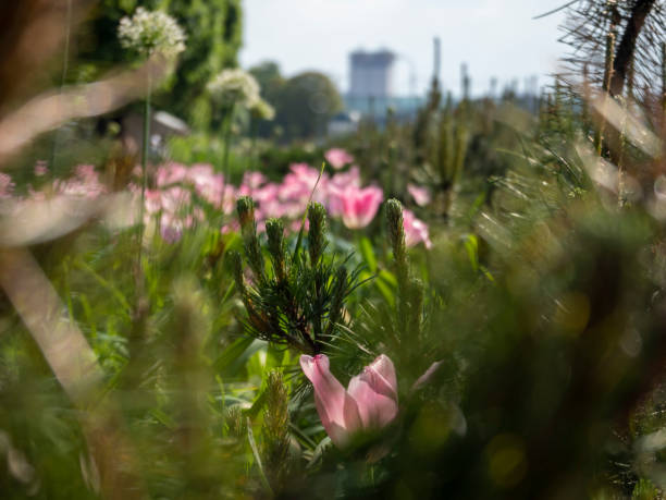 istock bright flowers in gorky park 1493772402