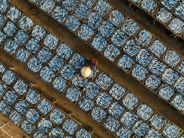 Drying croaker fishes Drone view of a worker is drying croaker fishes- in Long Hai district, Ba Ria city, Ba Ria Vung Tau province, south Vietnam raw croaker fish stock pictures, royalty-free photos & images