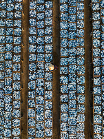Drone view of a worker is drying croaker fishes- in Long Hai district, Ba Ria city, Ba Ria Vung Tau province, south Vietnam