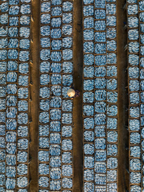 Drying croaker fishes Drone view of a worker is drying croaker fishes- in Long Hai district, Ba Ria city, Ba Ria Vung Tau province, south Vietnam raw croaker fish stock pictures, royalty-free photos & images