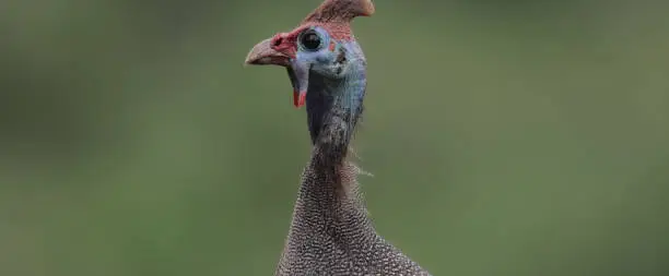 Photo of Close up of helmeted guineafowl from Savannah (Numida meleagris)