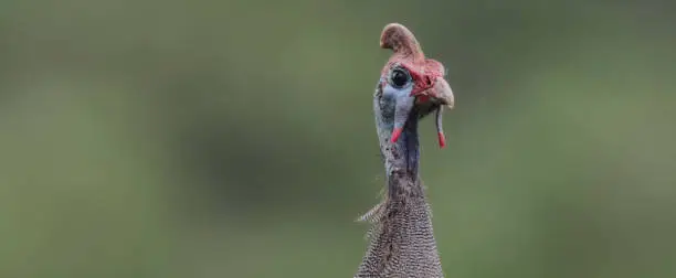 Photo of Close up of helmeted guineafowl from Savannah (Numida meleagris)